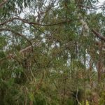 Koalas im Gumtree in Yanchep