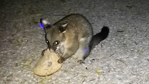 Adelaide Possum