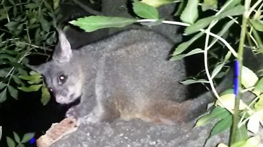 Adelaide Possum
