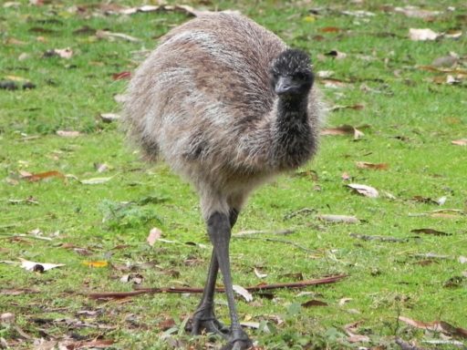 Great Ocean Road 12 Apostel Emu Baby